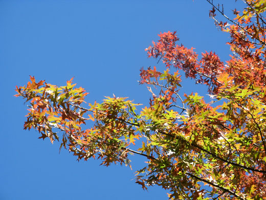 oak tree in Highland Park, New Jersey