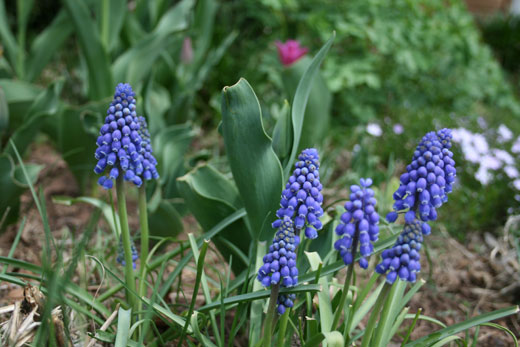 Today’s Flowers: Grape Hyacinth – Leora Wenger