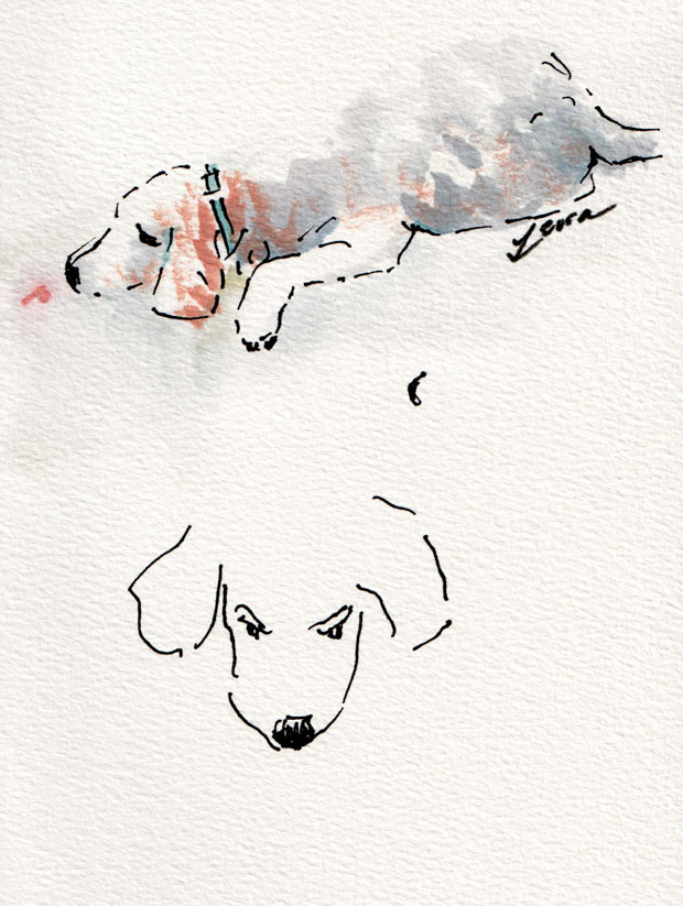 beagle sketches