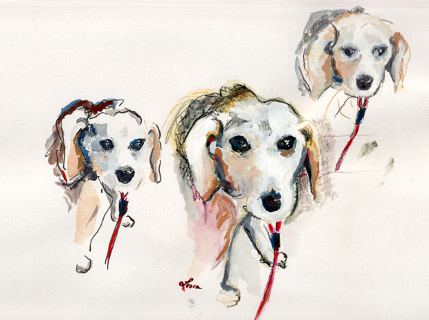 Benny the beagle in gouache